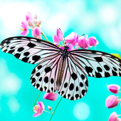 Aufkleber für Fliesen - KP018 - life-decor.de