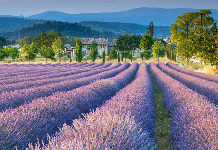 PVC Fototapete Lavander Field - ECO Wandbild Selbstklebende Tapete - 3D Vinyl Wandsticker XXL SW392