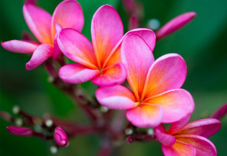 PVC Fototapete Tropical Flower - ECO Wandbild Selbstklebende Tapete - 3D Vinyl Wandsticker XXL SW415