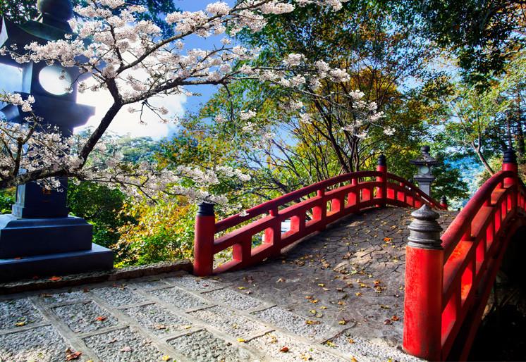 PVC Fototapete Beautiful Sakura – ECO Wandbild Selbstklebende Tapete – 3D Vinyl Wandsticker XXL SW427 - life-decor.de