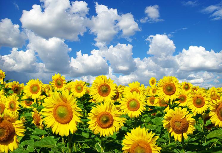 PVC Fototapete Sunflower Field - ECO Wandbild Selbstklebende Tapete - 3D Vinyl Wandsticker XXL SW431