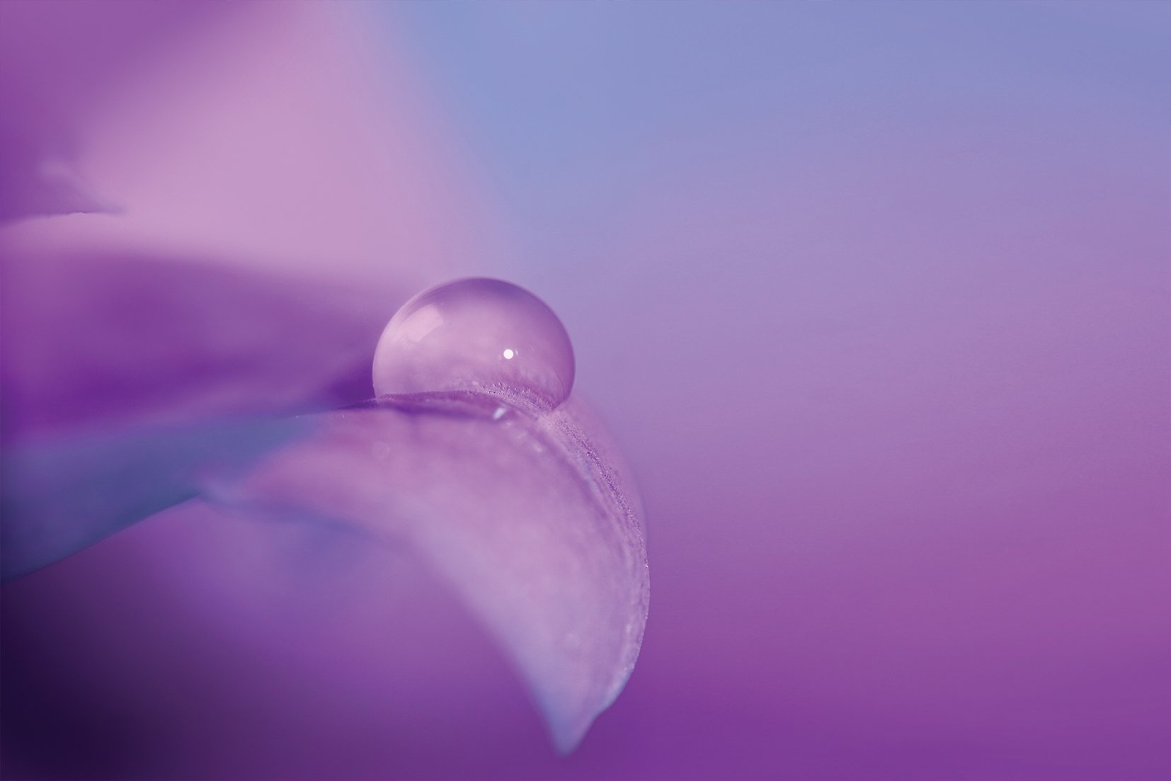 Kunst wand bilder Blütenblatt - AP043 - life-decor.de