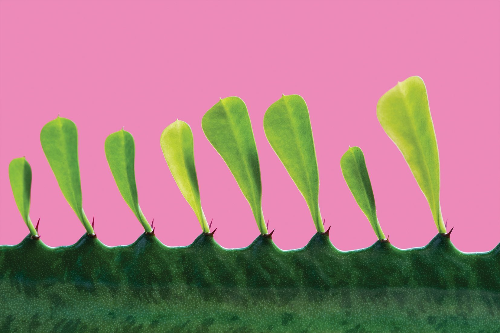 Kunst wand bilder Kaktus - AP067 - life-decor.de