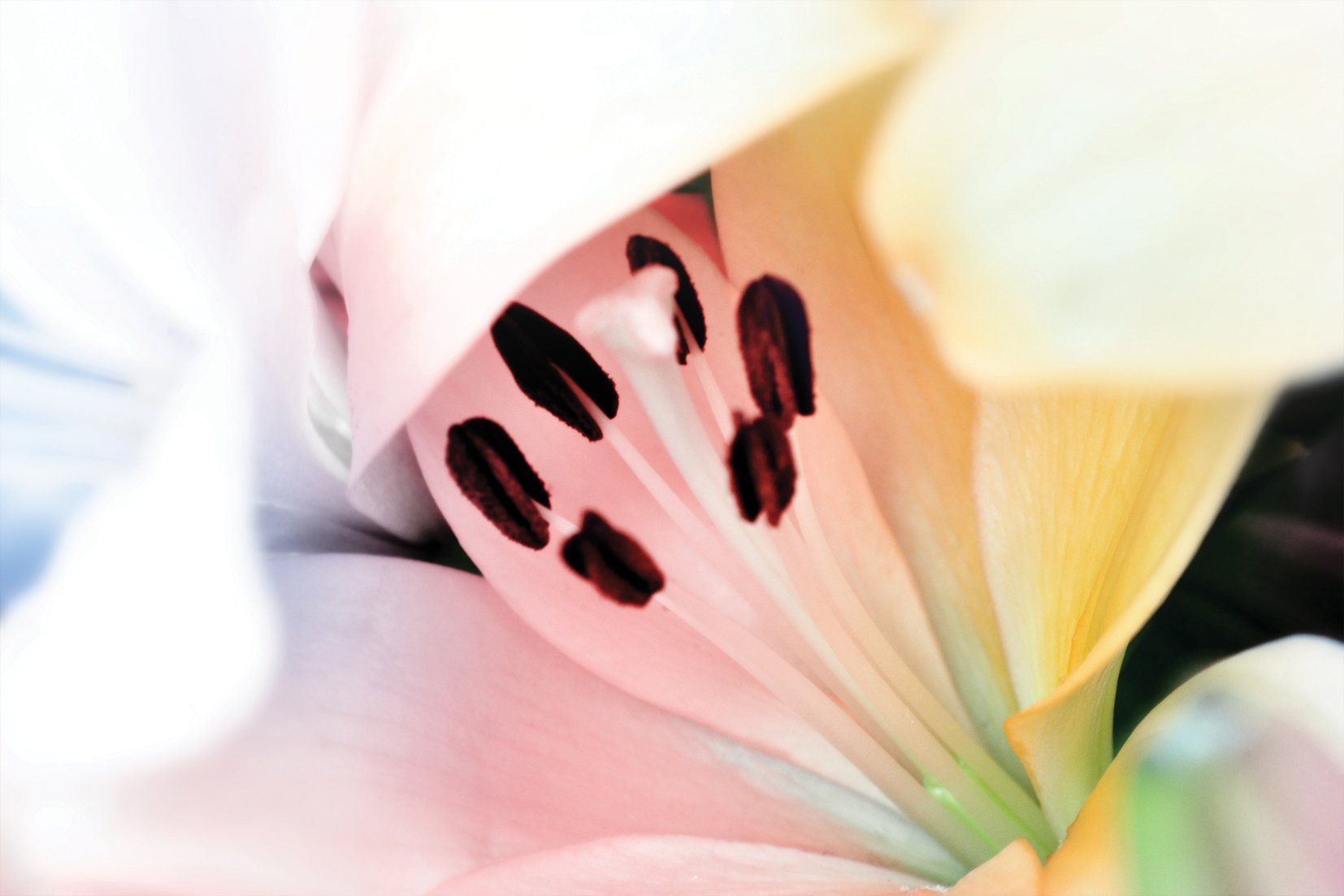 Kunst wand bilder Blume - AP040 - life-decor.de