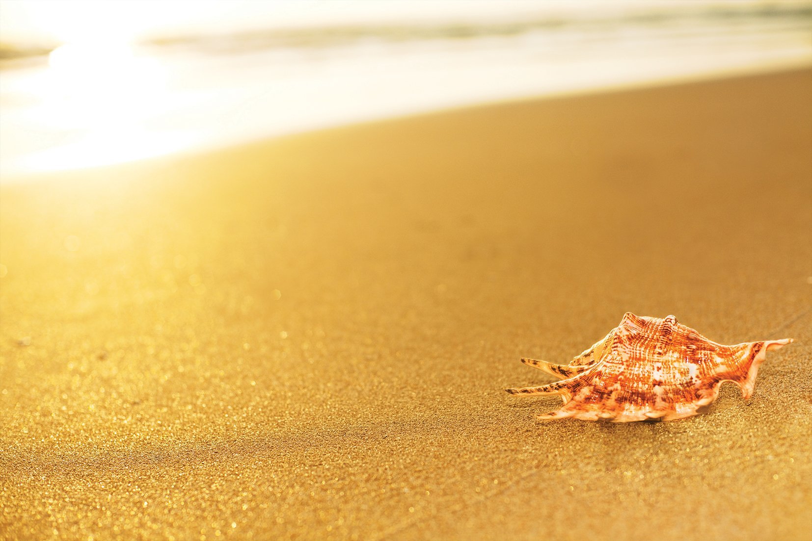 Kunst wand bilder Muschel - AP010 - life-decor.de