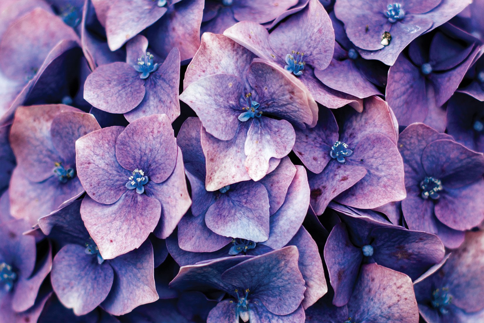 Kunst wand bilder Lila blume - AP048 - life-decor.de