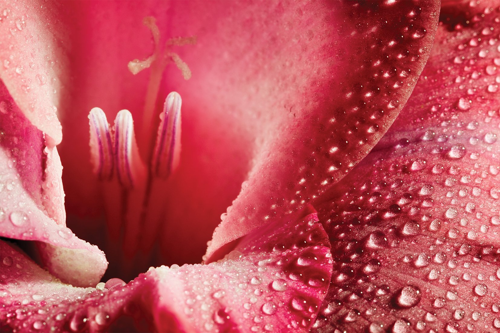 Kunst wand bilder Blume - AP042 - life-decor.de