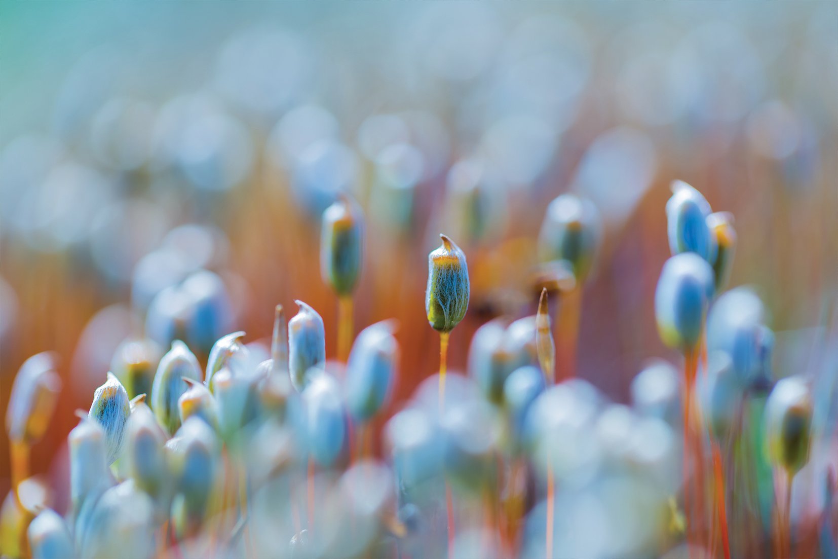 Kunst wand bilder Feld - AP044 - life-decor.de