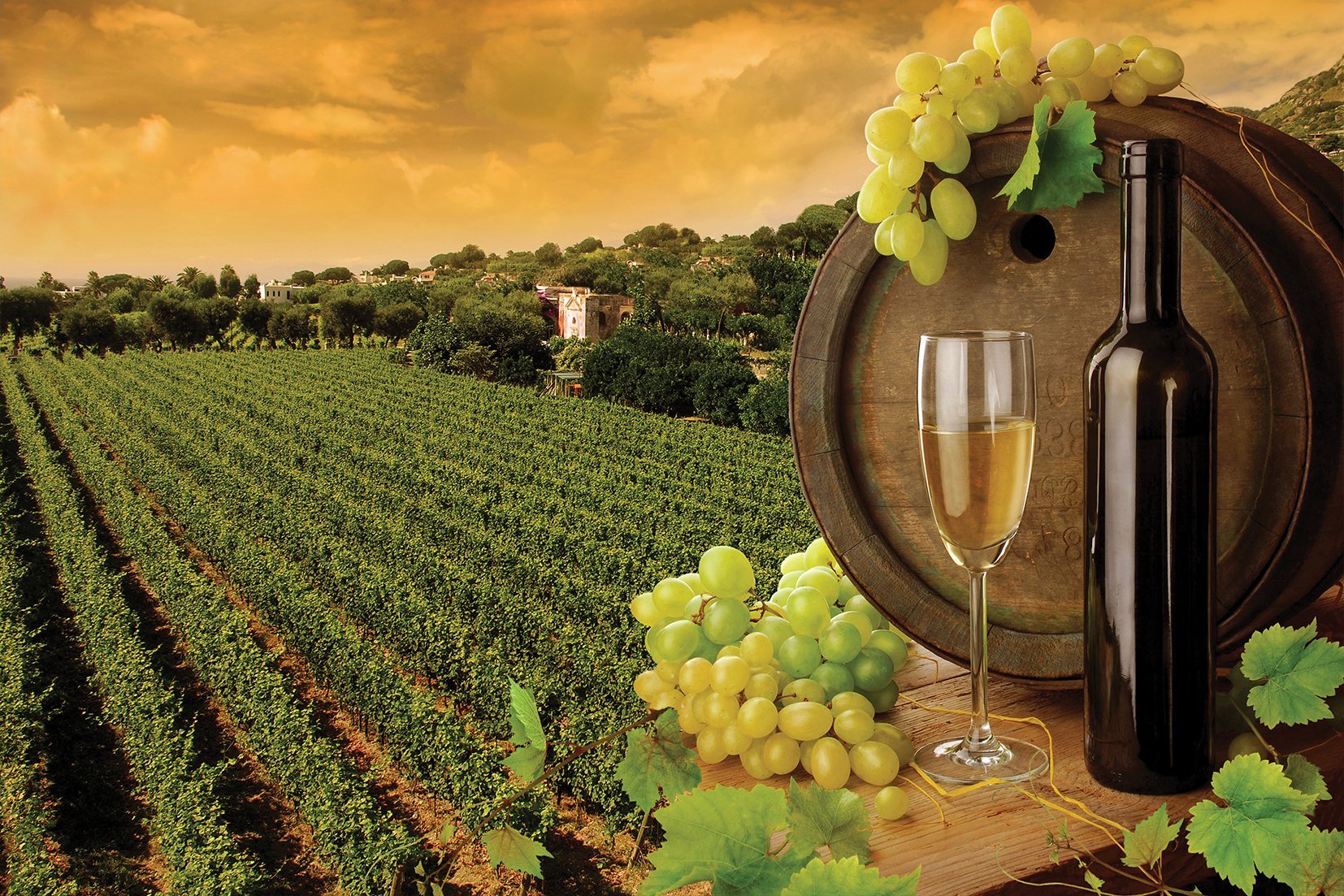 Kunst wand bilder Weinberg - AP007 - life-decor.de