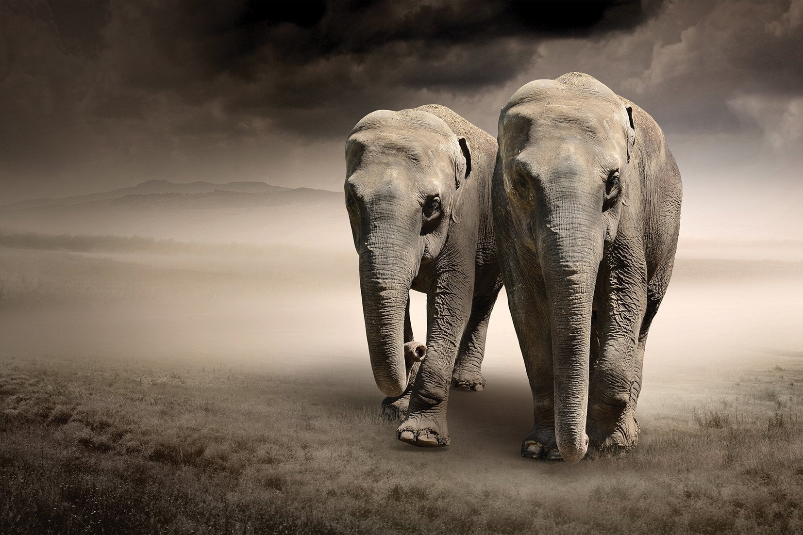 Kunst wand bilder Elefanten - AP081 - life-decor.de