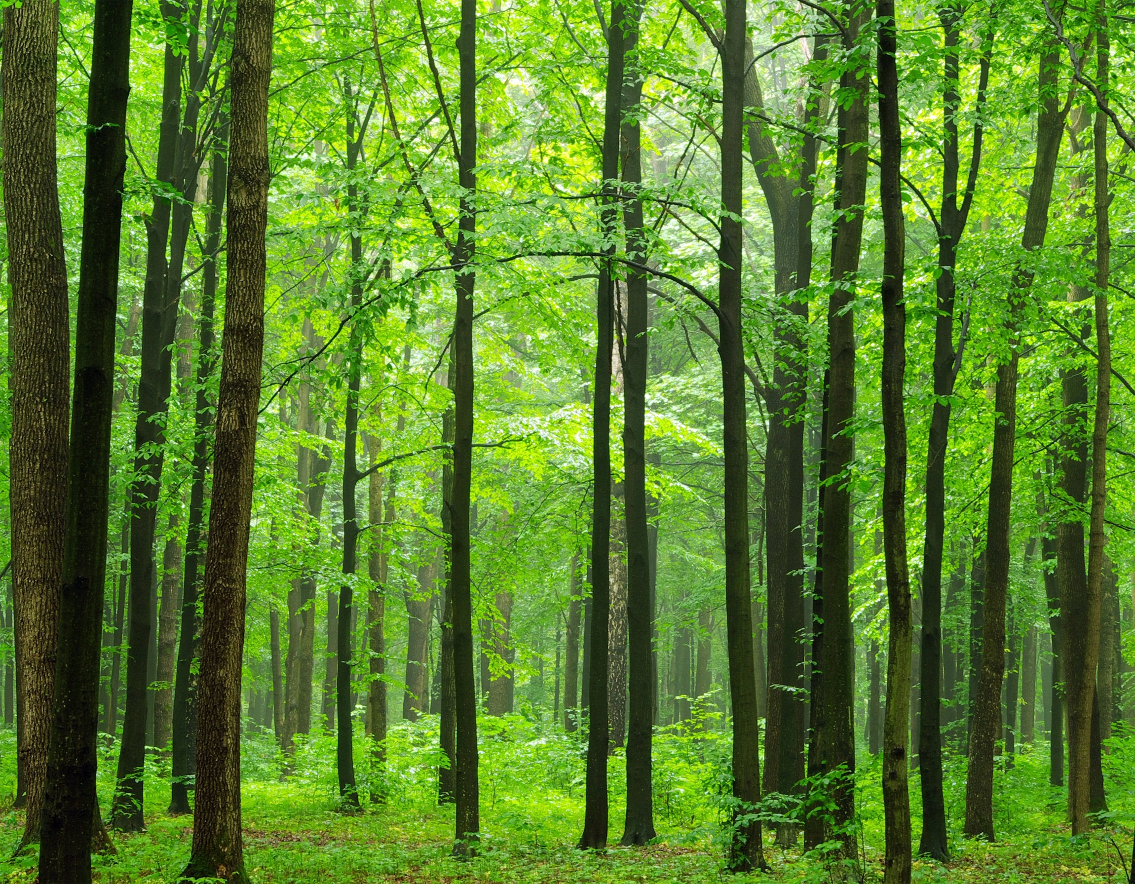 PVC Fototapete Forest - ECO Wandbild Selbstklebende Tapete - 3D Vinyl Wandsticker XXL SW228