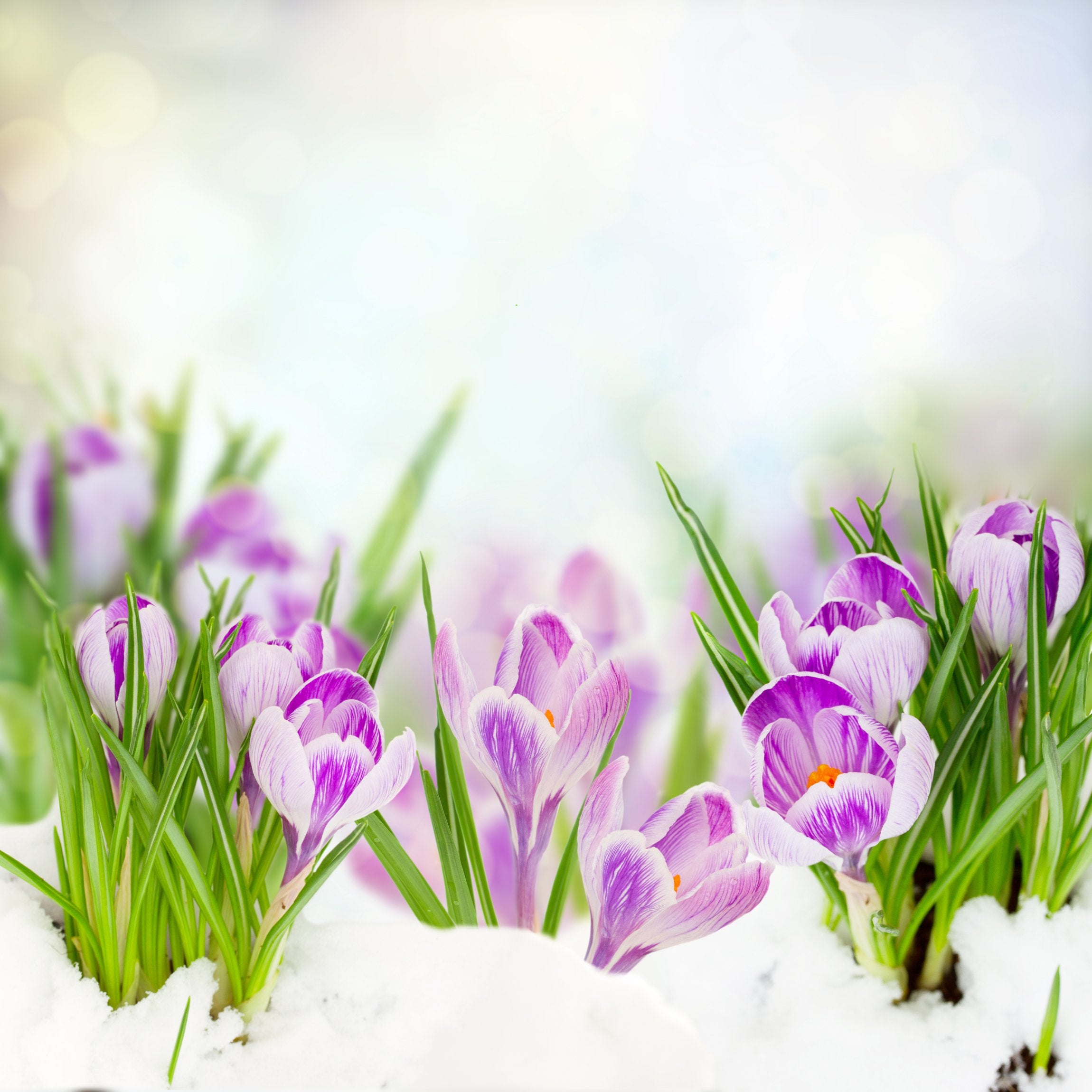 PVC Fototapete Spring Crocuses - ECO Wandbild Selbstklebende Tapete - 3D Vinyl Wandsticker XXL SW075