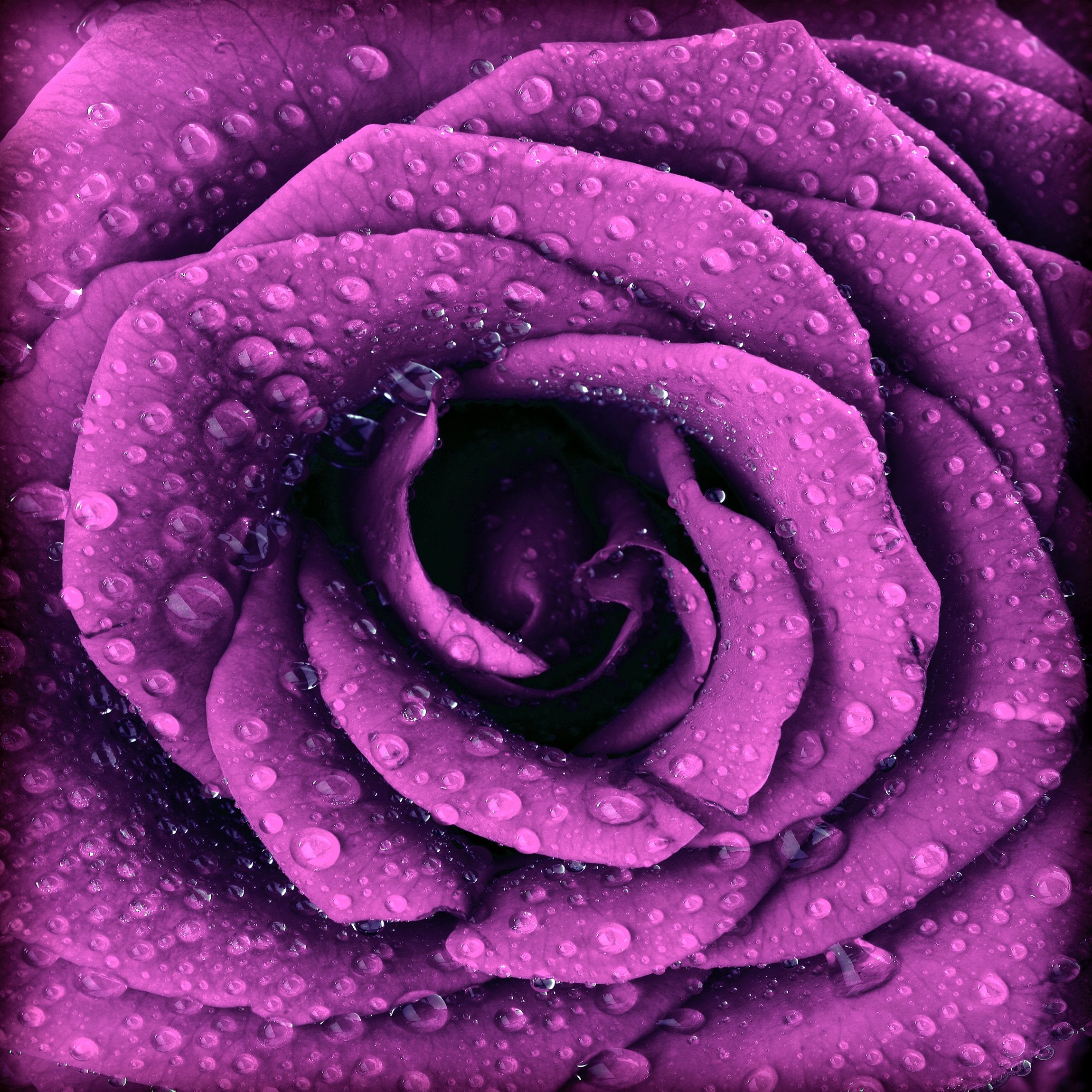 PVC Fototapete Purple Dark Rose - ECO Wandbild Selbstklebende Tapete - 3D Vinyl Wandsticker XXL SW249