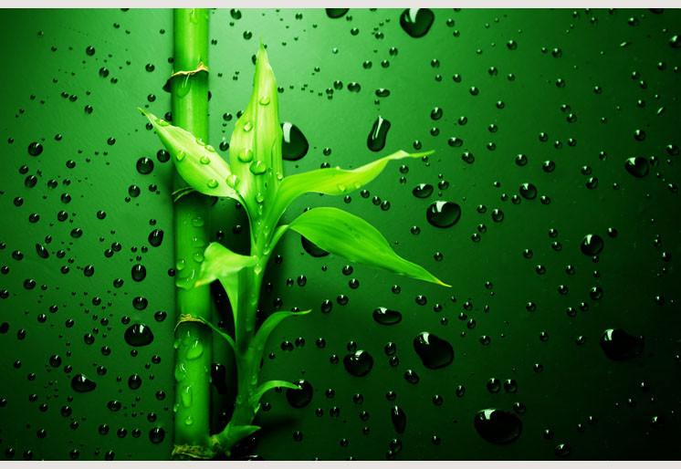 PVC Fototapete Green Bamboo - ECO Wandbild Selbstklebende Tapete - 3D Vinyl Wandsticker XXL SW083