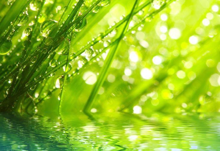 PVC Fototapete Fresh Morning - ECO Wandbild Selbstklebende Tapete - 3D Vinyl Wandsticker XXL SW068