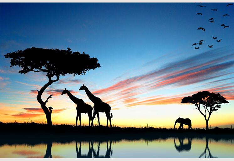 PVC Fototapete Safari in Africa - ECO Wandbild Selbstklebende Tapete - 3D Vinyl Wandsticker XXL SW045