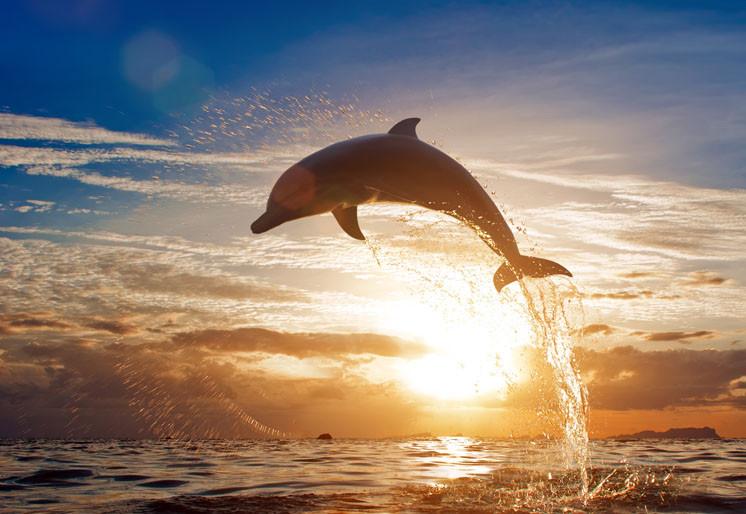 PVC Fototapete Dolphin Jumping - ECO Wandbild Selbstklebende Tapete - 3D Vinyl Wandsticker XXL SW114