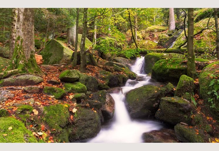 PVC Fototapete Black Forest - ECO Wandbild Selbstklebende Tapete - 3D Vinyl Wandsticker XXL SW135