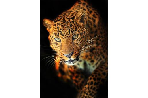 PVC Fototapete Leopard - ECO Wandbild Selbstklebende Tapete - 3D Vinyl Wandsticker XXL SW046