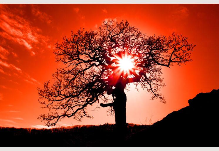 PVC Fototapete Old Oak In Sunset – ECO Wandbild Selbstklebende Tapete – 3D Vinyl Wandsticker XXL SW134 - life-decor.de