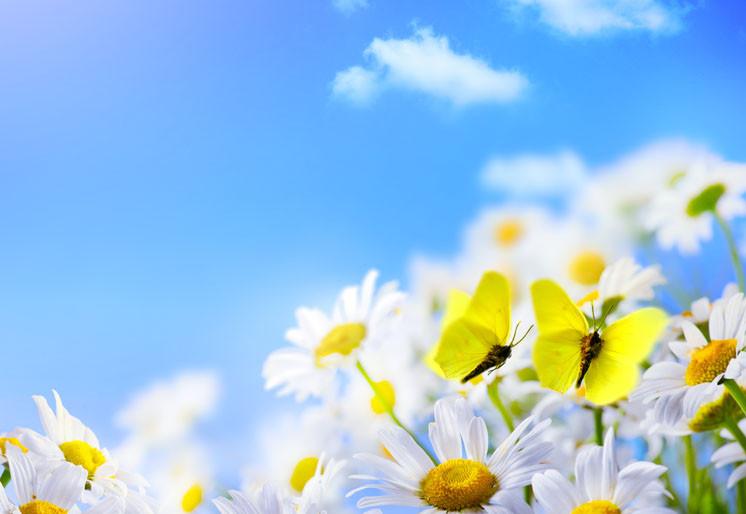 PVC Fototapete Spring - ECO Wandbild Selbstklebende Tapete - 3D Vinyl Wandsticker XXL SW107