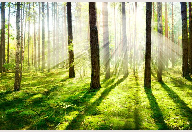 PVC Fototapete Misty and Foggy Forest - ECO Wandbild Selbstklebende Tapete - 3D Vinyl Wandsticker XXL SW087
