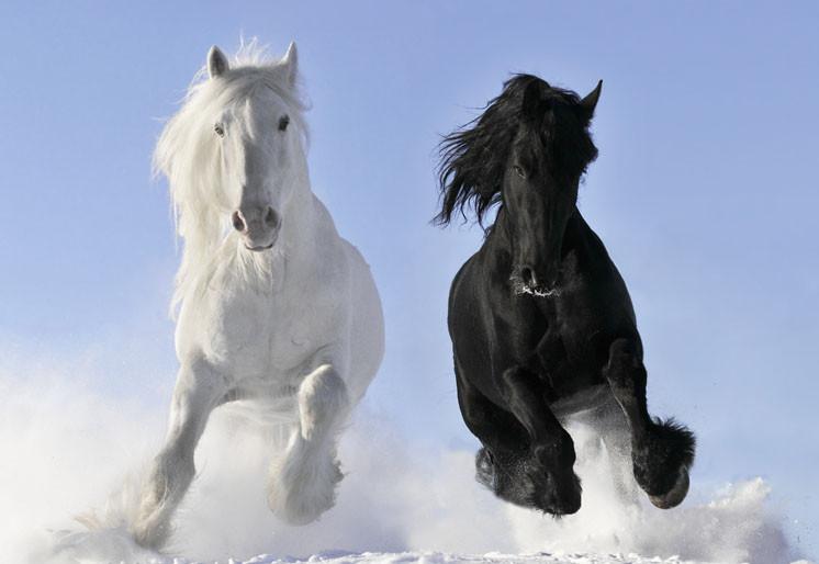 PVC Fototapete White and Black Horse - ECO Wandbild Selbstklebende Tapete - 3D Vinyl Wandsticker XXL SW043