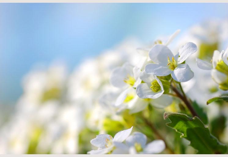 PVC Fototapete Spring Flowers - ECO Wandbild Selbstklebende Tapete - 3D Vinyl Wandsticker XXL SW156