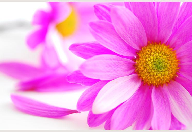 PVC Fototapete Pink Flowers – ECO Wandbild Selbstklebende Tapete – 3D Vinyl Wandsticker XXL SW060 - life-decor.de