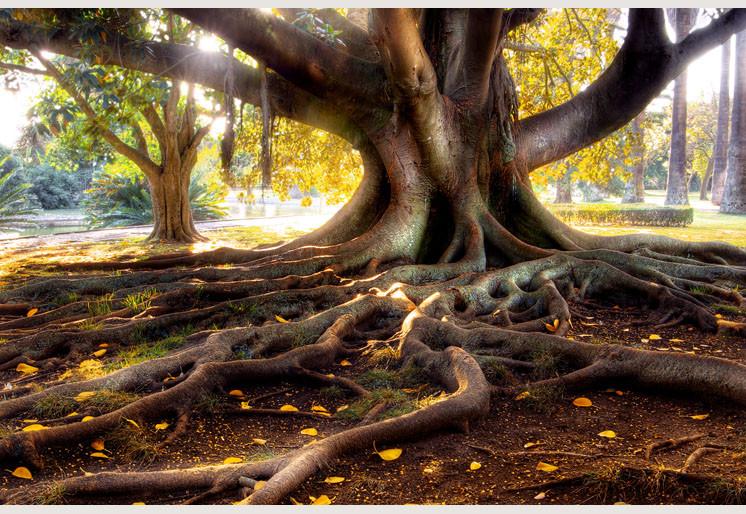 PVC Fototapete Centenarian Tree - ECO Wandbild Selbstklebende Tapete - 3D Vinyl Wandsticker XXL SW126
