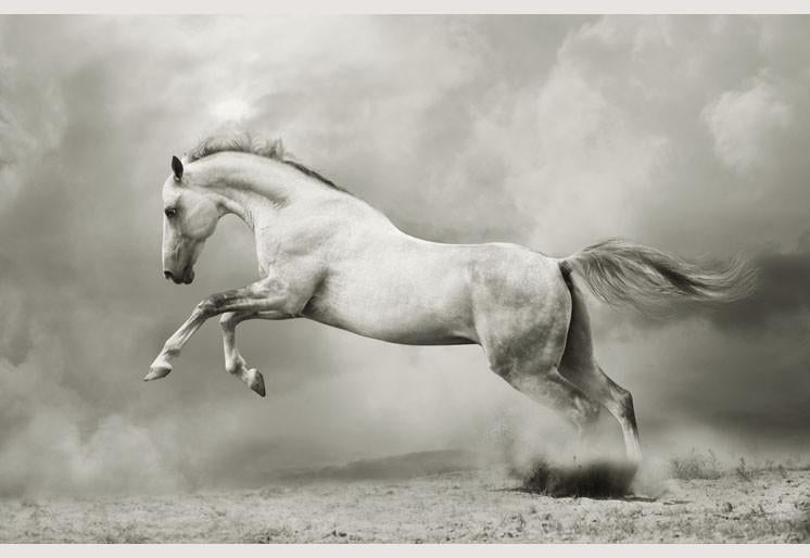 PVC Fototapete White Stallion - ECO Wandbild Selbstklebende Tapete - 3D Vinyl Wandsticker XXL SW052
