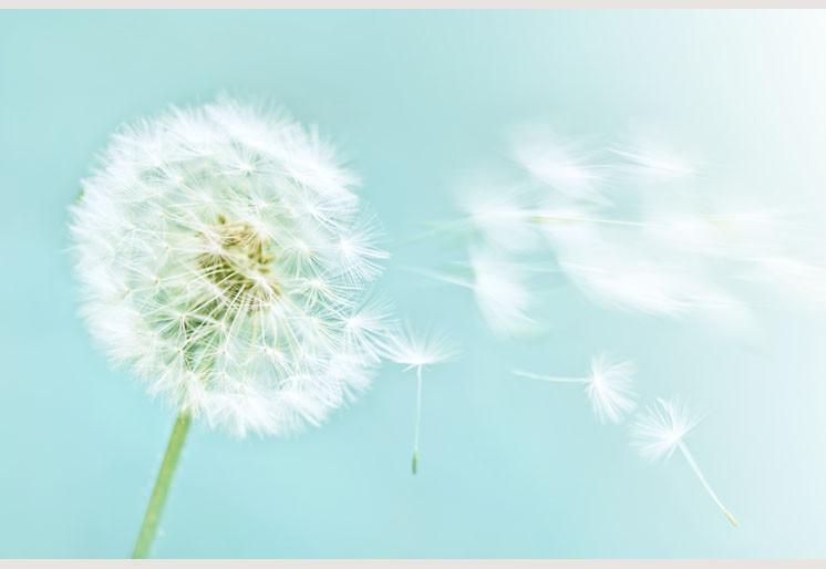 PVC Fototapete Dandelion - ECO Wandbild Selbstklebende Tapete - 3D Vinyl Wandsticker XXL SW071