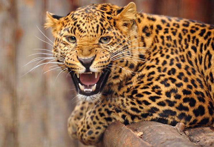 PVC Fototapete Leopard – ECO Wandbild Selbstklebende Tapete – 3D Vinyl Wandsticker XXL SW091 - life-decor.de