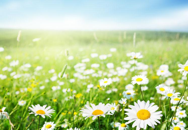 PVC Fototapete Daisy Flowers - ECO Wandbild Selbstklebende Tapete - 3D Vinyl Wandsticker XXL SW157