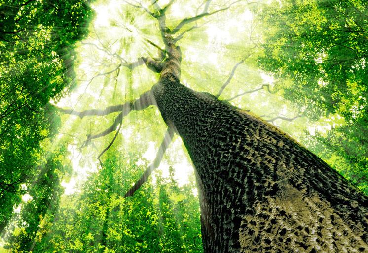 PVC Fototapete Forest - ECO Wandbild Selbstklebende Tapete - 3D Vinyl Wandsticker XXL SW119