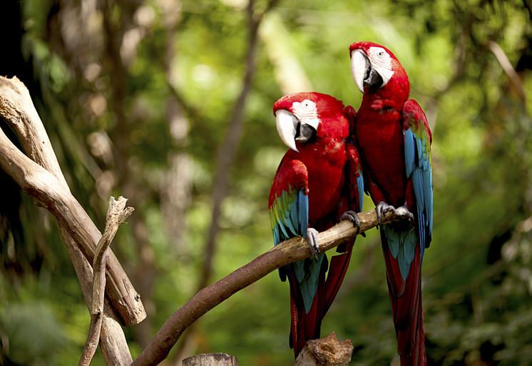 PVC Fototapete Colorful Macaw - ECO Wandbild Selbstklebende Tapete - 3D Vinyl Wandsticker XXL SW023