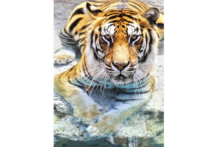 PVC Fototapete Bengal Tiger – ECO Wandbild Selbstklebende Tapete – 3D Vinyl Wandsticker XXL SW021 - life-decor.de