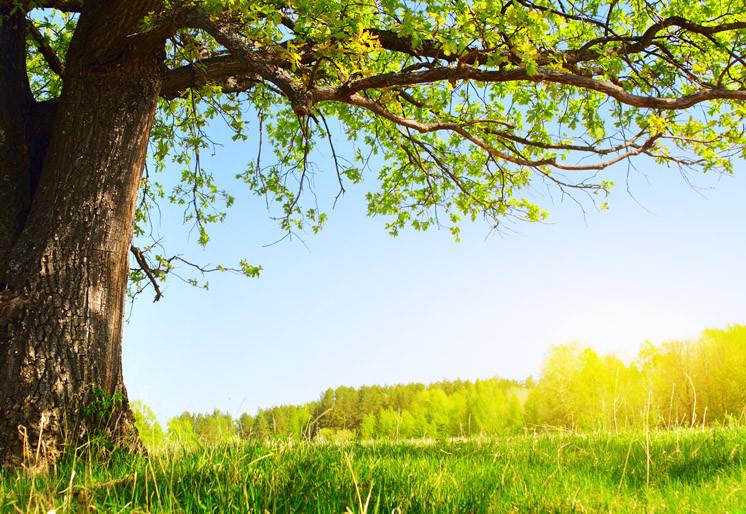 PVC Fototapete Fresh Tree - ECO Wandbild Selbstklebende Tapete - 3D Vinyl Wandsticker XXL SW017