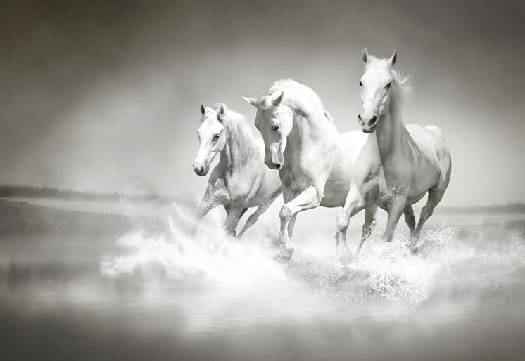 PVC Fototapete White horses - ECO Wandbild Selbstklebende Tapete - 3D Vinyl Wandsticker XXL SW020