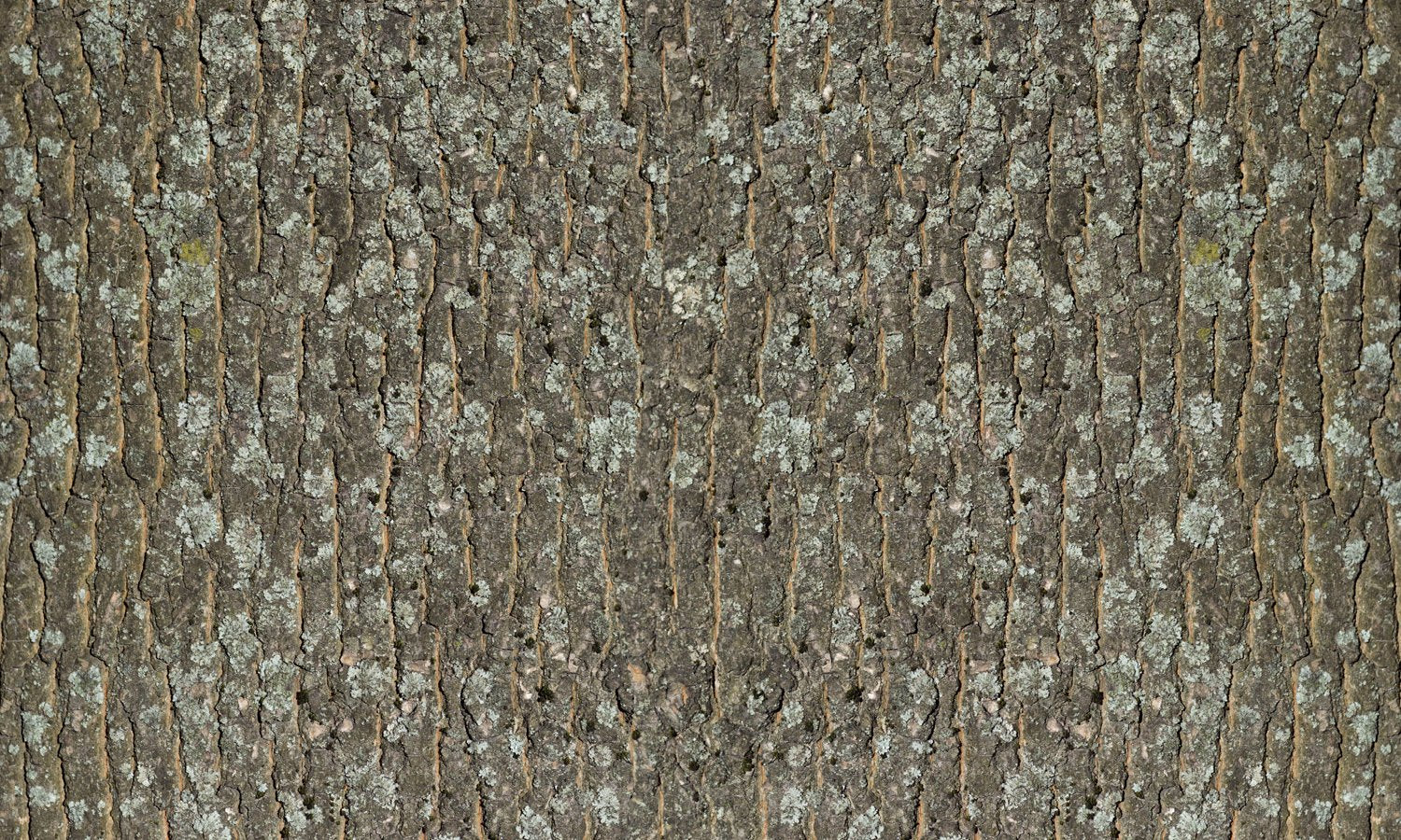 selbstklebende Folie für Möbel- Baumrinde PAT056 - folien für möbel bekleben