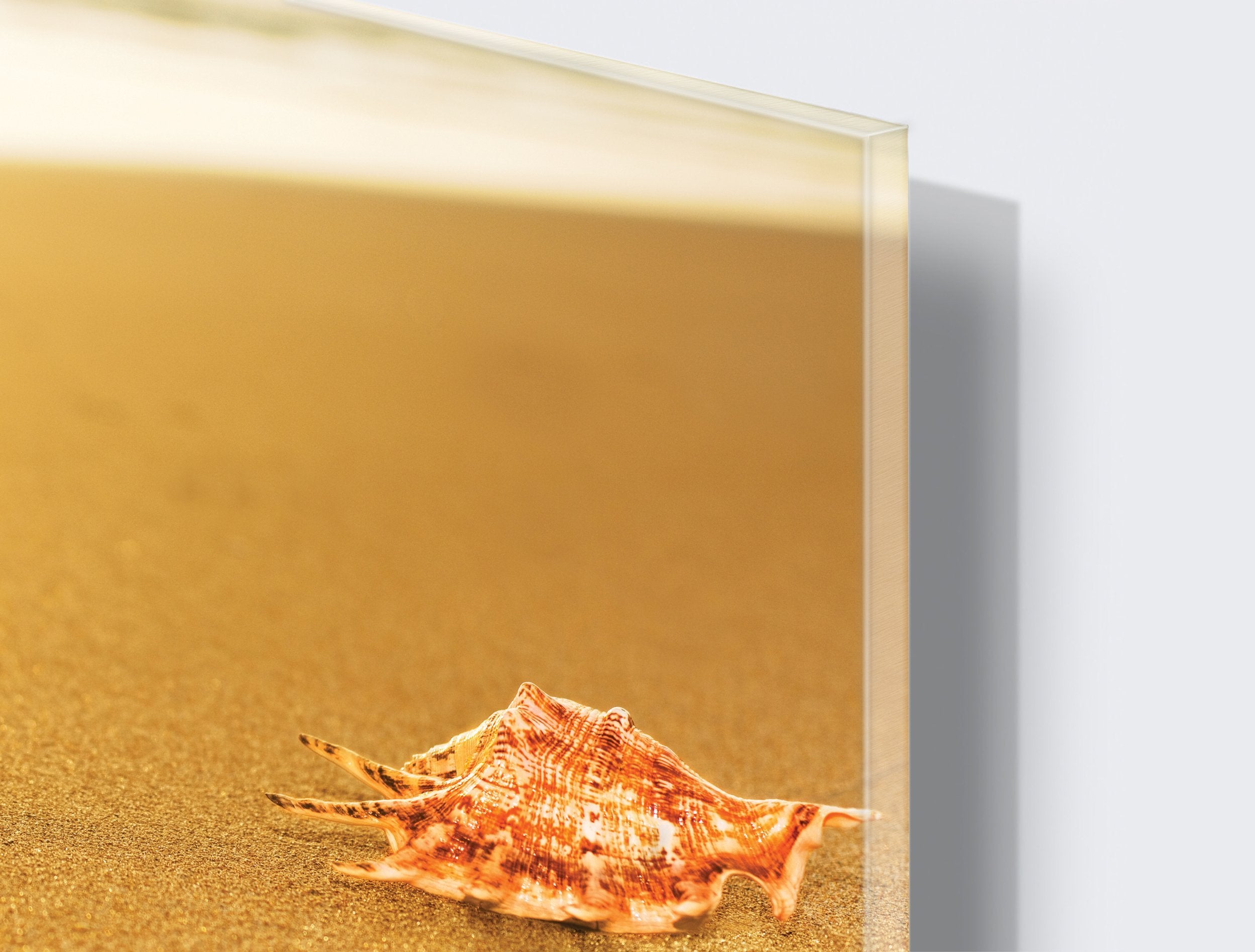 Kunst wand bilder Muschel - AP010 - life-decor.de