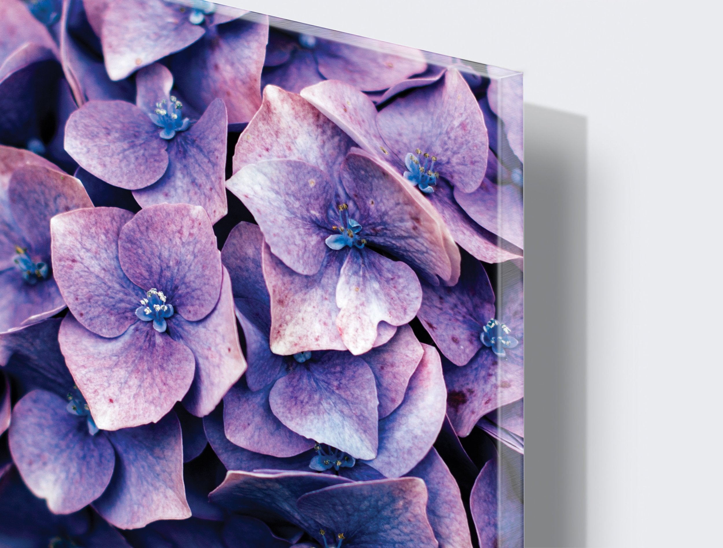 Kunst wand bilder Lila blume - AP048