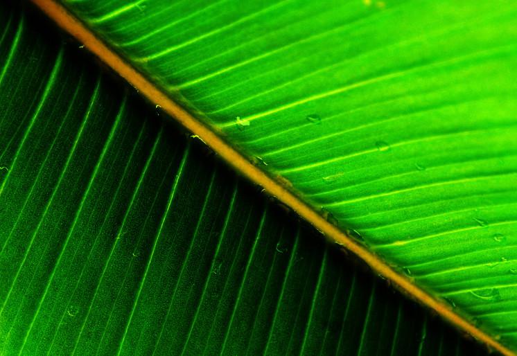 PVC Fototapete Green Leaf - ECO Wandbild Selbstklebende Tapete - 3D Vinyl Wandsticker XXL SW359