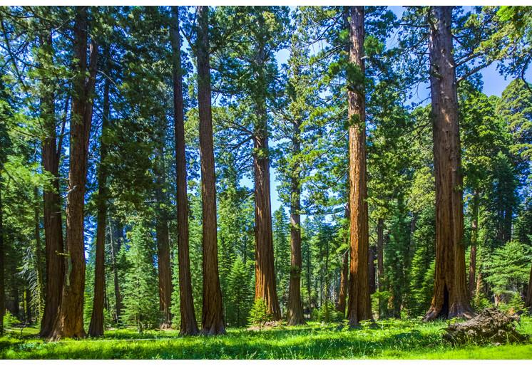 PVC Fototapete Tree In The Forest - ECO Wandbild Selbstklebende Tapete - 3D Vinyl Wandsticker XXL SW372