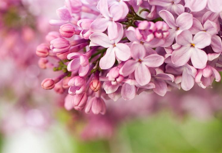 PVC Fototapete Lilac Flowers – ECO Wandbild Selbstklebende Tapete – 3D Vinyl Wandsticker XXL SW271 - life-decor.de