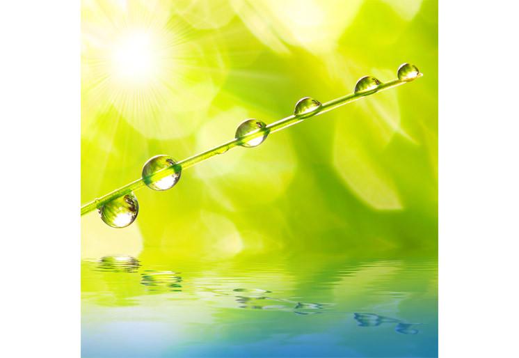 PVC Fototapete Fresh Morning Dew - ECO Wandbild Selbstklebende Tapete - 3D Vinyl Wandsticker XXL SW214