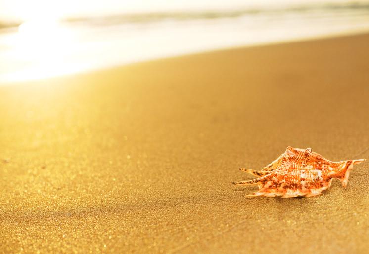 PVC Fototapete Seashell On The Beach - ECO Wandbild Selbstklebende Tapete - 3D Vinyl Wandsticker XXL SW322