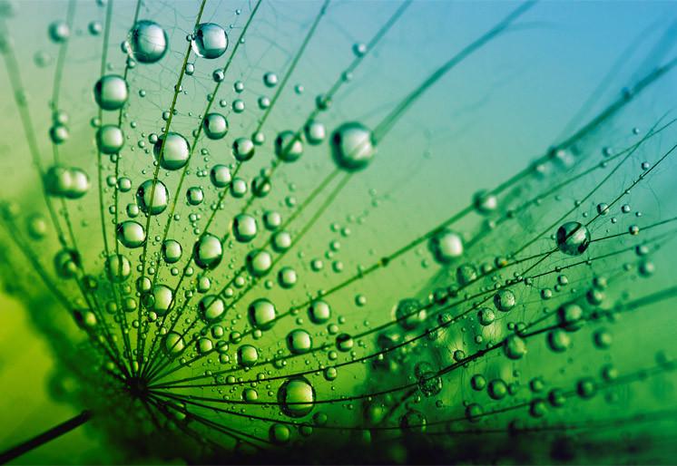 PVC Fototapete Seeds With Drops - ECO Wandbild Selbstklebende Tapete - 3D Vinyl Wandsticker XXL SW255