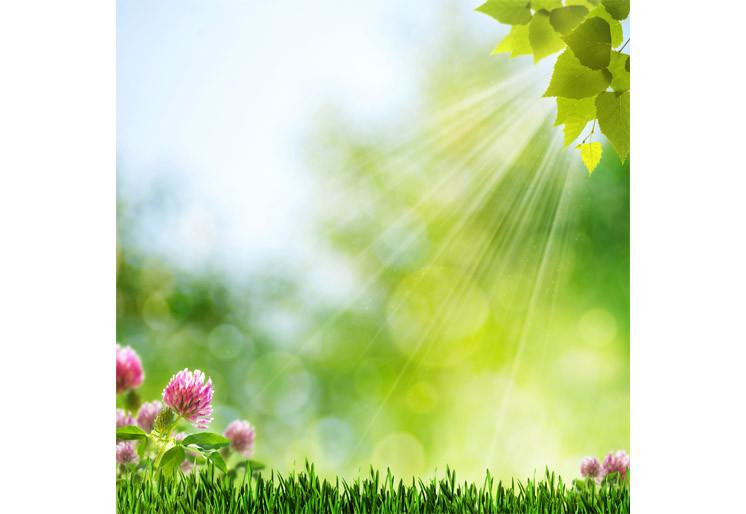 PVC Fototapete Summer Morning - ECO Wandbild Selbstklebende Tapete - 3D Vinyl Wandsticker XXL SW226