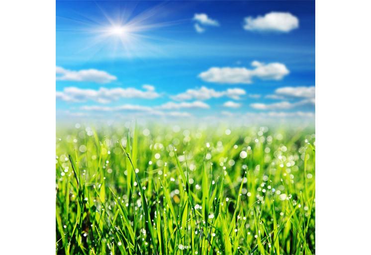 PVC Fototapete Grass - ECO Wandbild Selbstklebende Tapete - 3D Vinyl Wandsticker XXL SW216